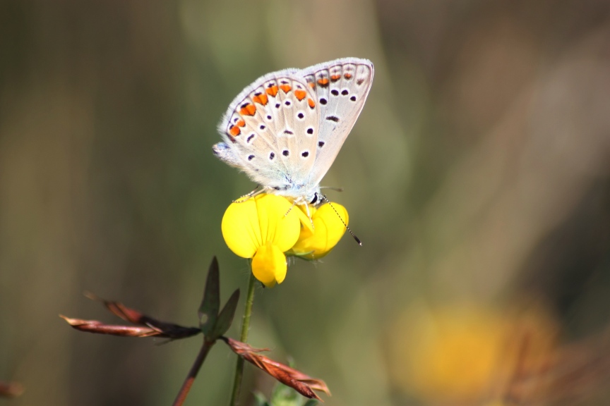 ciclabile Arluno-Boffalora